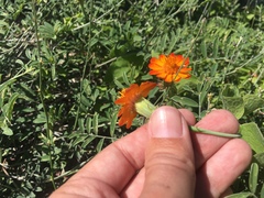 Adenophyllum speciosum