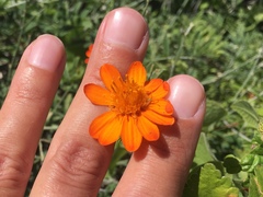 Adenophyllum speciosum