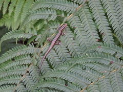 Emoia cyanura