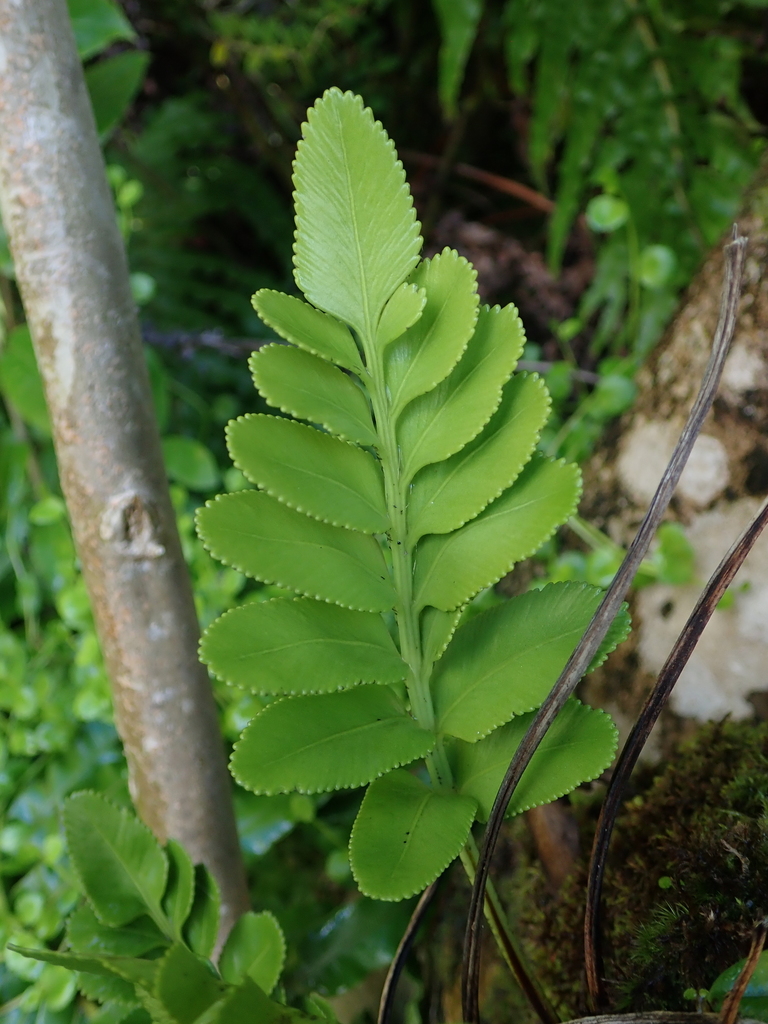 Paranako
