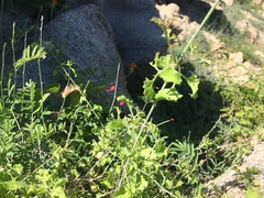 Adenophyllum speciosum