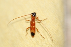 Image of Pygmodeon ditelum