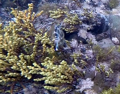 Meuschenia freycineti