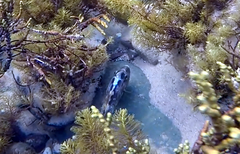 Meuschenia freycineti