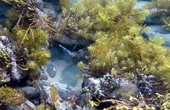 Meuschenia freycineti