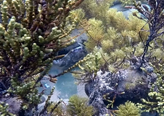 Meuschenia freycineti