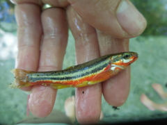 Chrosomus erythrogaster