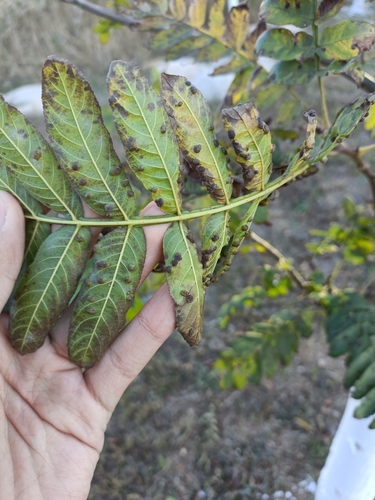 Aceria pterocaryae