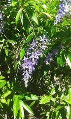Petrea volubilis