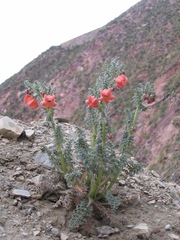 Caiophora chuquitensis