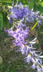 Petrea volubilis