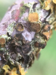 Xanthoriicola physciae