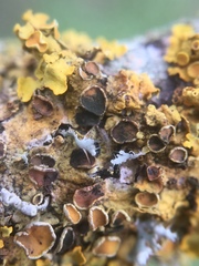 Xanthoriicola physciae