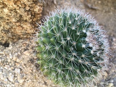 Mammillaria petrophila