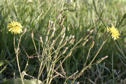 Crepis bursifolia image