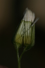 Crepis bursifolia image