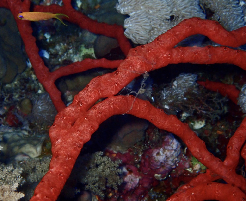 Clathria (Clathria) arbuscula