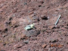 Callospermophilus lateralis