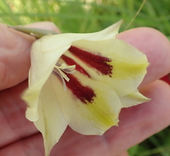 Gladiolus papilio