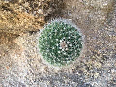 Mammillaria petrophila