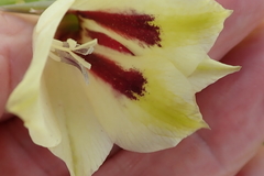 Gladiolus papilio