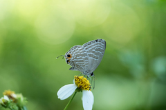 Jamides alecto dromicus