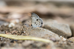 Megisba malaya sikkima