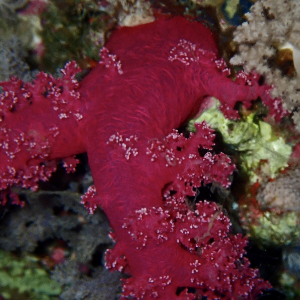 Corail de carnation (Dendronephthya hemprichi)