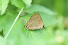 Rapala varuna formosana