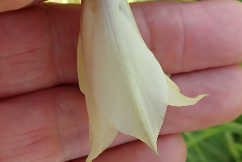 Image of Gladiolus papilio by no rights reserved