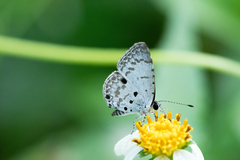 Megisba malaya sikkima