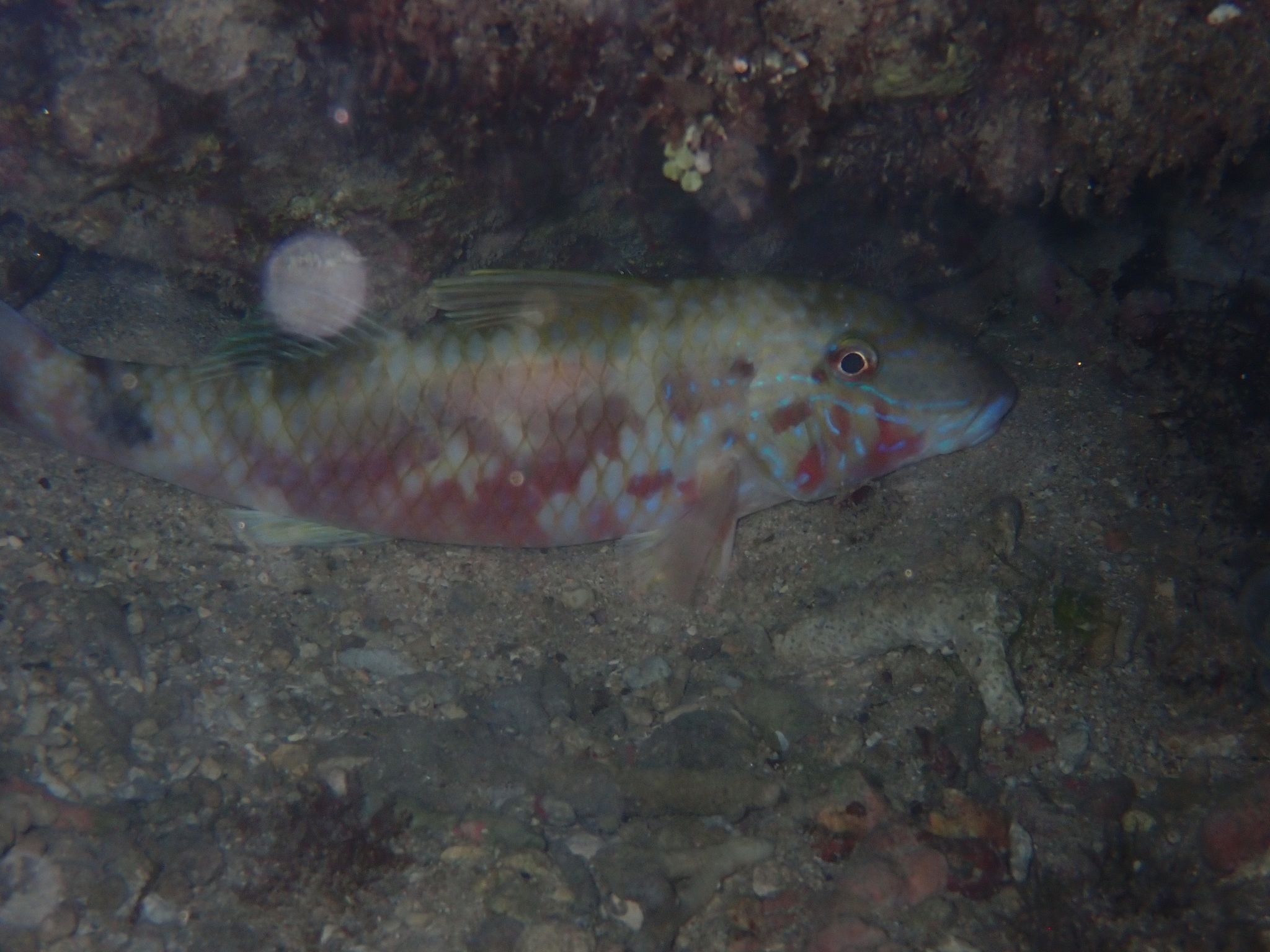 印度海緋鯉(印度三鬚) Parupeneus indicus
