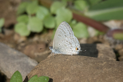 Catochrysops panormus exiguus