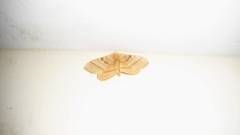 Lepidoptera