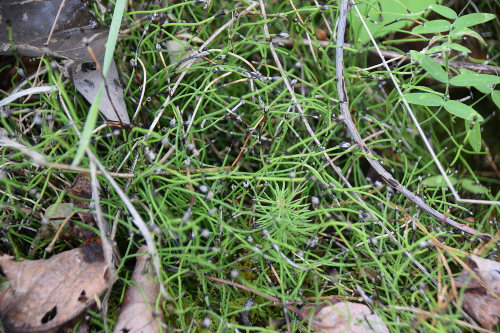 dwarf horsetail from Manitoba, Canada on July 9, 2023 at 11:33 AM by ...