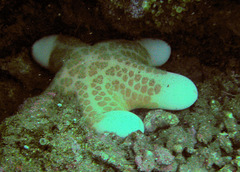Choriaster granulatus
