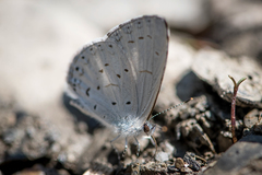 Celastrina lavendularis himilcon
