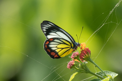 Delias hyparete luzonensis