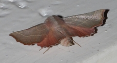 Drepanogynis ennomaria