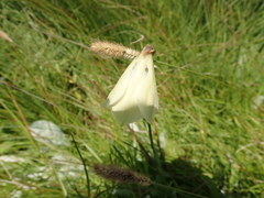 Gladiolus papilio