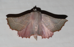 Drepanogynis ennomaria