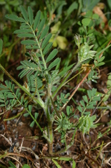 Image of Onobrychis crista-galli