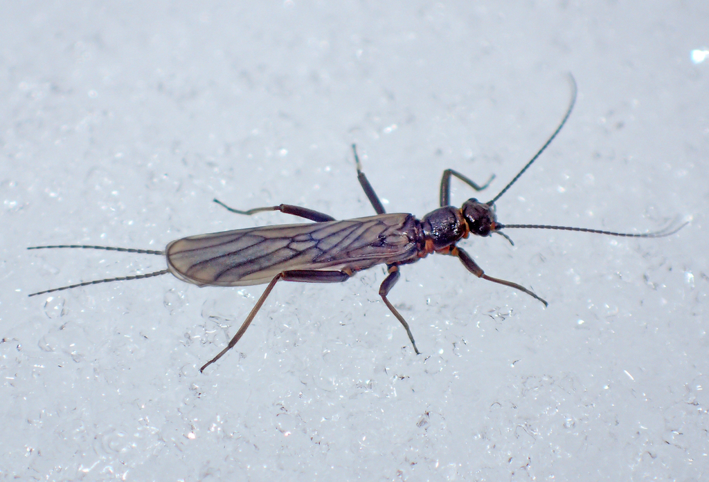 Allocapnia