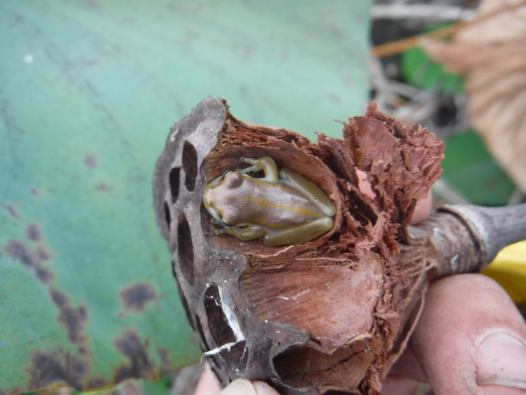 Hispaniolan Yellow Treefrog