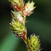 Carex brevior - Photo (c) Paul Marcum,  זכויות יוצרים חלקיות (CC BY-NC), הועלה על ידי Paul Marcum