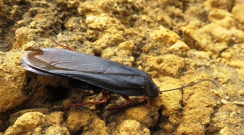 Photo of Red-headed Cockroach (Deropeltis erythrocephala)