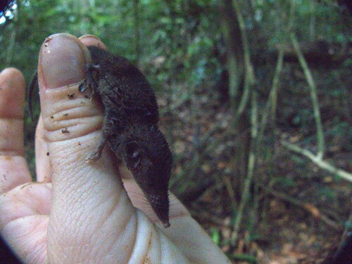 obscure white-toothed shrew