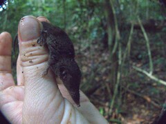 West African Pygmy Shrew photo 1