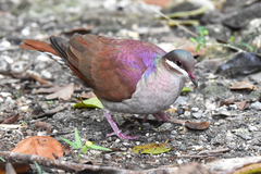 Key West Quail-Dove photo 3