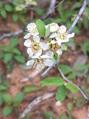 Prunus